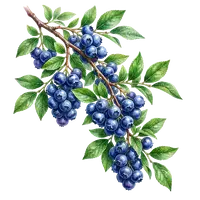 Hanging fresh blueberry branch