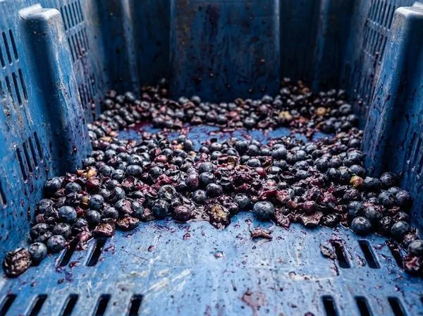Bruised bulk blueberries in container