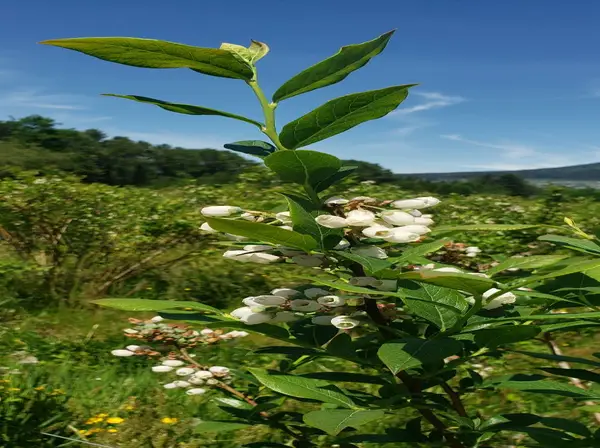 Healthy Blueberry Plants